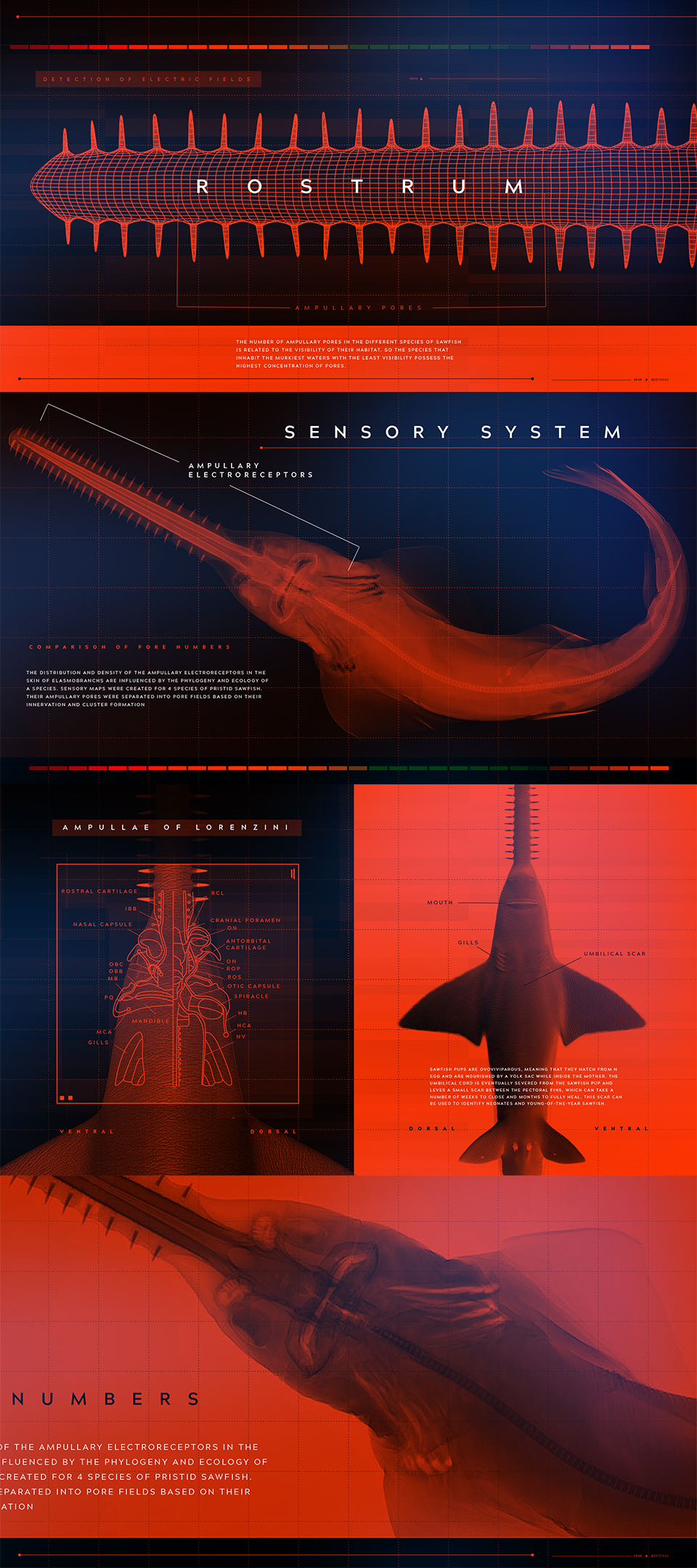 ProjectSlide sawfish 01